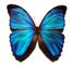 This image has an empty alt attribute; its file name is Blue-Butterfly.jpg